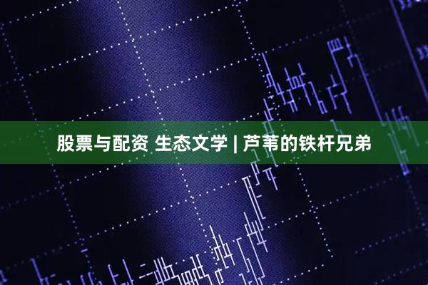 股票与配资 生态文学 | 芦苇的铁杆兄弟